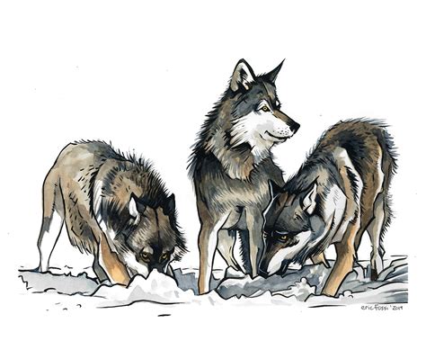 Wolf Pack In India Ink And Watercolours 10x14 Rdrawing