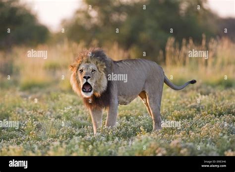 Male Lion Roaring Hi Res Stock Photography And Images Alamy