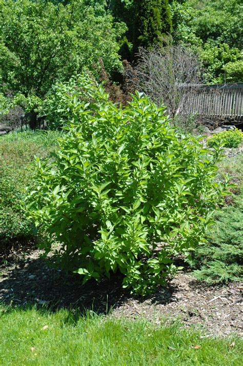 Redtwig Dogwood Is A Beautiful Green Shrub In The Summer With Red