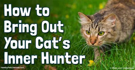 Cats Hunting Abilities