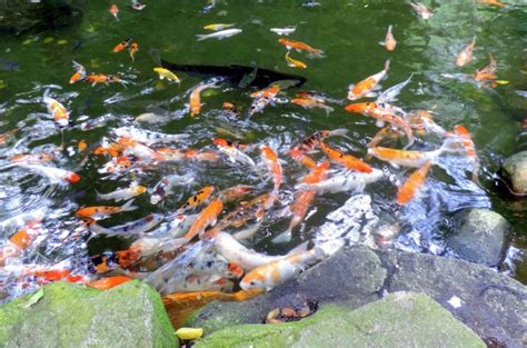 15 curiosities of the koi fish; The Japanese carp! | 【 2022