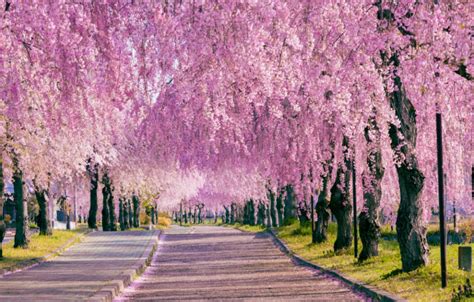 Hình ảnh Hoa Anh Đào Nhật Bản đẹp Nhất Blog Thú Vị