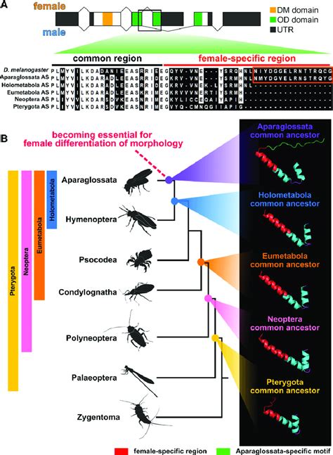 Evolution Of C Terminal Sequence Of Doublesex In Insects A Ass Of