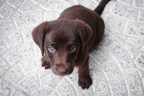 Puppy Labrador Purebred Retriever Dog Pet Brown Cute Animal