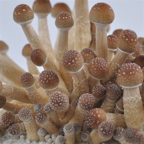 Psilocybin Mushroom Spores Hopes And Dreams — My Site