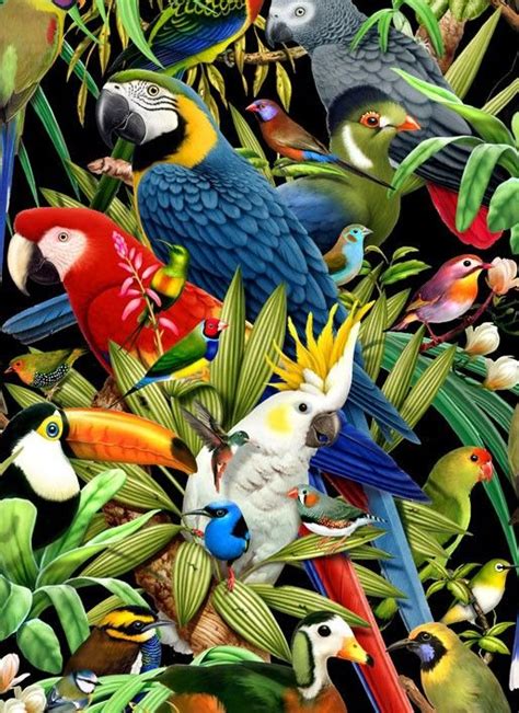 Pin By Amy Sia On Illustration Tropical Birds Tropical Art Art