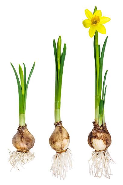10200 Daffodil Bulb Stock Photos Pictures And Royalty Free Images Istock