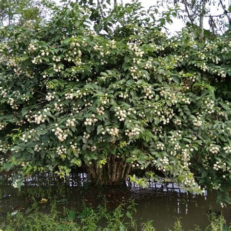 How To Plant And Grow Buttonbush Cephalanthus Occidentalis Pond Informer
