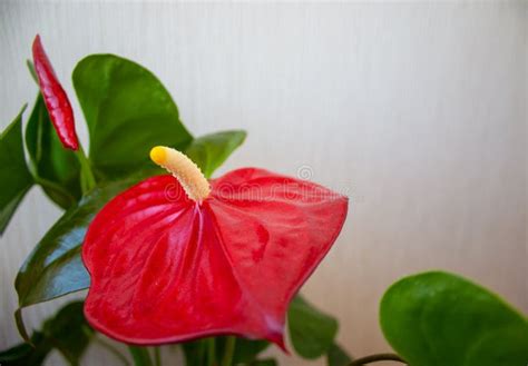 Beautiful Red Anthurium Flower On A White Background Peaceful Nature