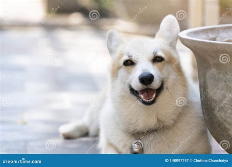 Corgi Dog Smile And Happy In Summer Sunny Day Stock Image Image Of