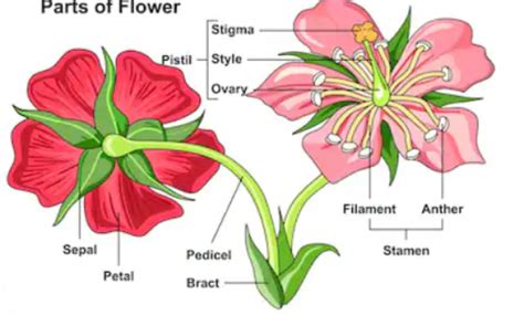 Ia boleh digunakan dalam perawatan aromaterapi. Bagian Bunga : (Komponen) Dan Struktural - sChoology.Co.id ...