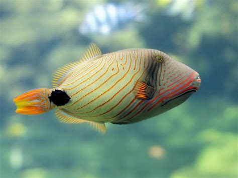 Triggerfish Needed To Grow Reefs New Research Finds