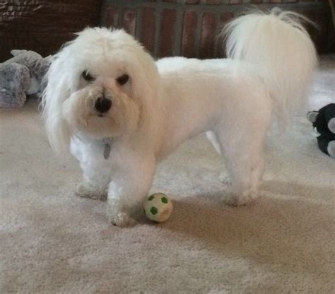 New Haircut From Spot On Grooming Coton De Tulear New
