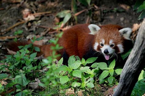 Csr Help Protect The Endangered Wild Red Pandas And Their Habitats
