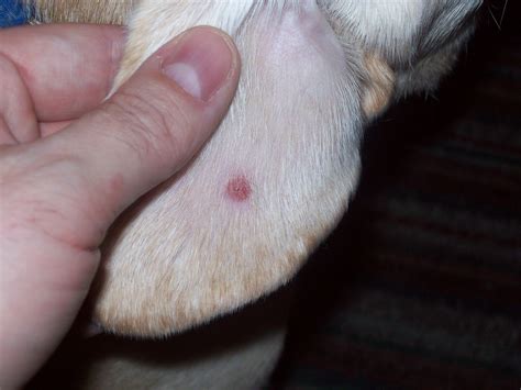 My Dog Has A Lump On The Inside Of His Ear Its Very Reddish And Is