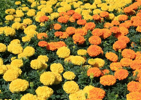 Unappreciated Marigolds Are Dependable Colorful Mississippi State