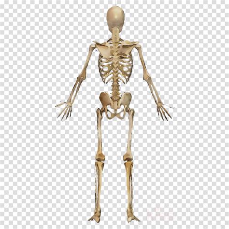 Muscles Clipart Skeleton Back Muscles Skeleton Back Transparent Free