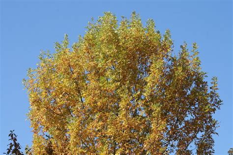 Can You Identify The Deciduous Trees Of Oregon