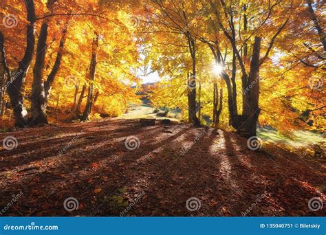 Sun Rays Through Autumn Trees Natural Autumn Landscape In The Forest