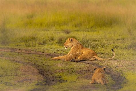 Mother Lion And A Baby Lion Playing On A Field Stock Image Image Of