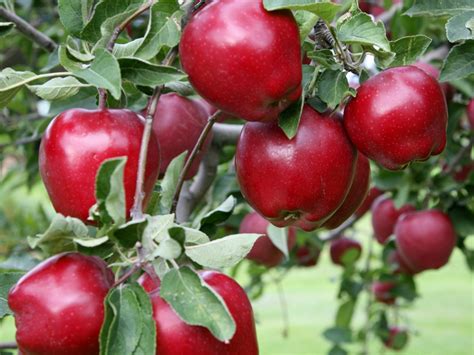 Apple Seedling In Kenya Oxfarm