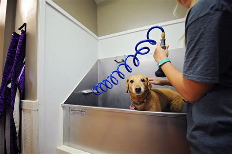 Pampered Pet Care of Atlanta, LLC