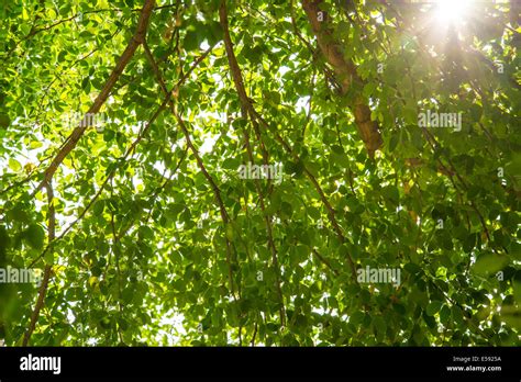 Zoom Shot Green Tree For Background Green Stock Photo Alamy