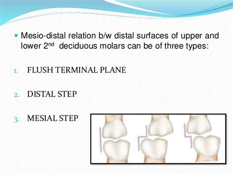 Managing the developing occlusion | pocket dentistry. Development of Occlusion