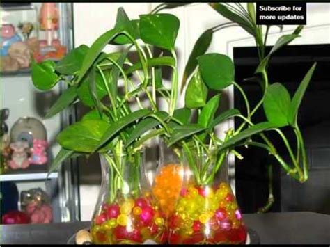 Growing pothos in water is easy as long as the plant gets the right amount of indirect light, water and nutrients. Golden Pothos In Water | House - Home Of Indoor & Office ...