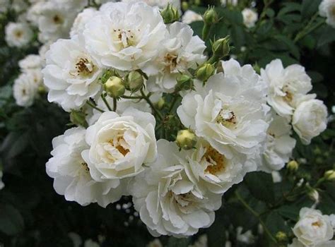 The Best White Climbing Roses Varieties Photos Healthy Food Near Me