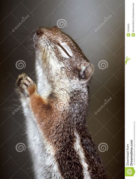 Praying Squirrel Stock Image Image Of Holy Give Hands