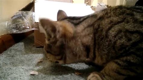Roaches like to hide in tight cracks when they aren't eating and they will be nearby so take out the best flashlight you have and look in tight places for them. My cat eating a cockroach - YouTube
