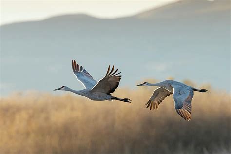 Sandhill Cranes Flying Grus 4 Photograph By Maresa Pryor Pixels