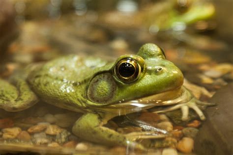 Frog Green Nature · Free Photo On Pixabay