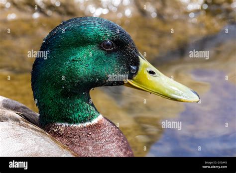 Mallard Drake Male Duck Closeup Portrait Stock Photo Alamy
