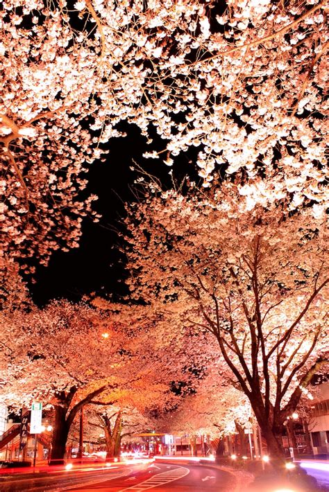Long Exposure Photos Of Japanese Cherry Blossoms At Night
