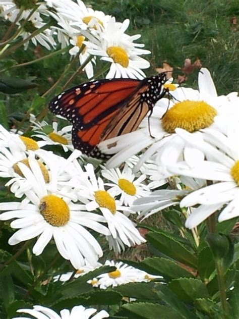 Monarch Butterfly On Daisies Monarch Butterfly Daisy Save The Bees