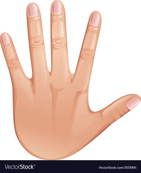 Hand Vector Image