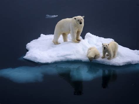 International Polar Bear Day Whats It All About Discover The World