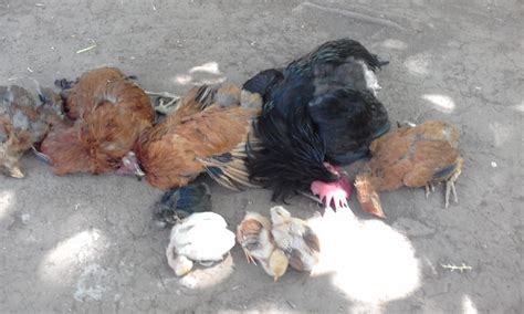 Esfuérzate en mantener calmados a los dos perros y no permitas que la hembra trate de. Sin investigar mortandad de gallinas y perros en Boró | Critica