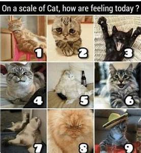 On A Scale Of Cat How Are Feeling Today 2 4 5 Meme On Me Me