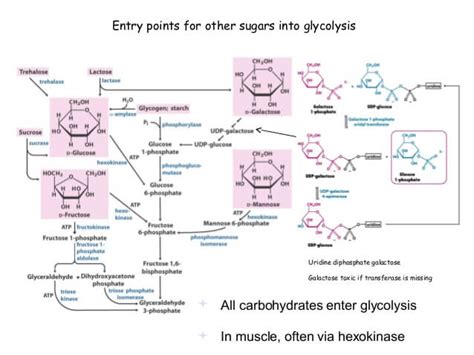 How Other Carbohydrates Enter Into Glycolytic Pathway