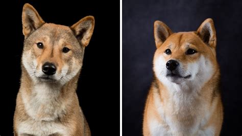 Shikoku Dog Vs Shiba Inu The Ultimate Comparison Guide To Japanese