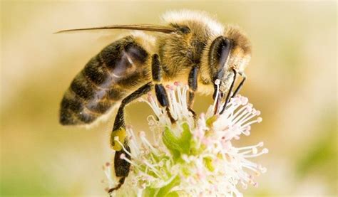 Wsu honey bees + pollinators. 20 Interesting Bee Facts