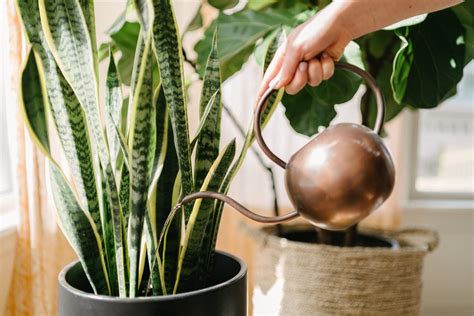 Houseplant Watering Guide Thompson And Morgan Blog