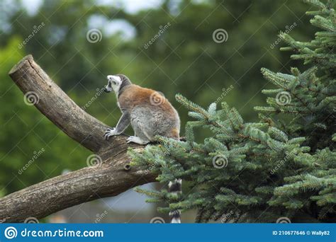 A Ring Tailed Lemur Hiding From Predators And Nosy People Stock Photo