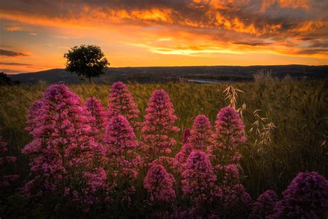 Landscape Sunset Pink Flowers Wallpapers Hd Desktop And Mobile