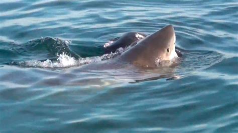 sharks off cape cod vs my polar bear attack thriller an unnerving