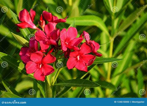 Beautiful Flowering Red Oleander A Poisonous Nice Plant In The