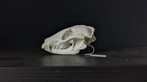 Common Racoon Dog Skull Nyctereutes Procyonoides Catawiki